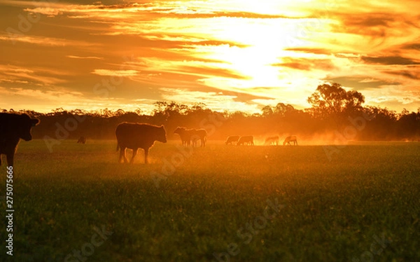 Obraz Cattle grazing on green pastures backlit by the sun.