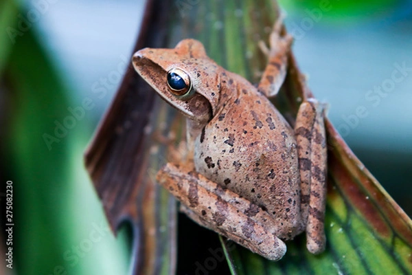 Obraz frog on leaf