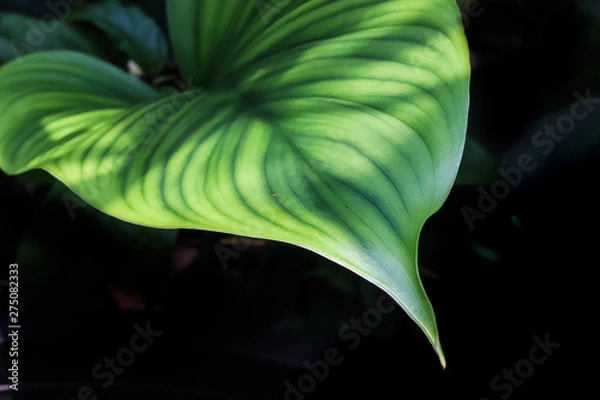 Obraz green leaf on black background