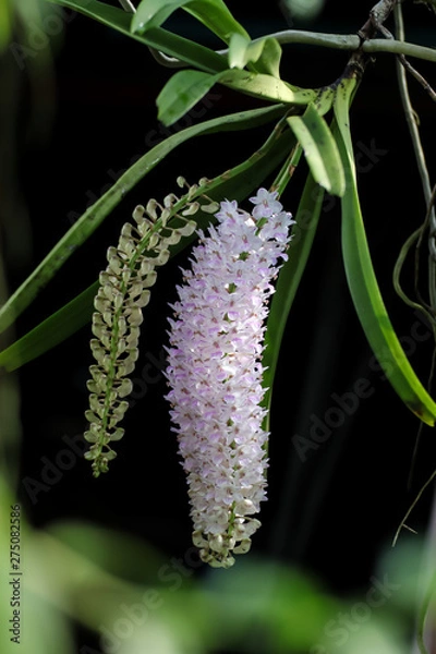 Obraz flower in garden