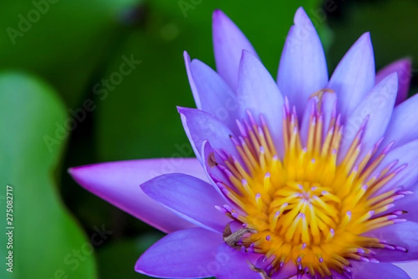 Obraz lotus in pond