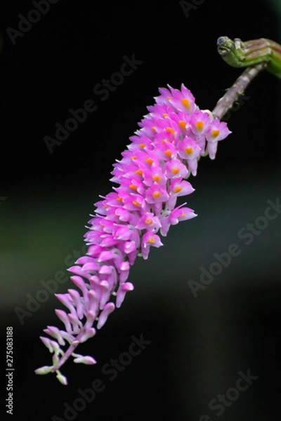 Obraz flower