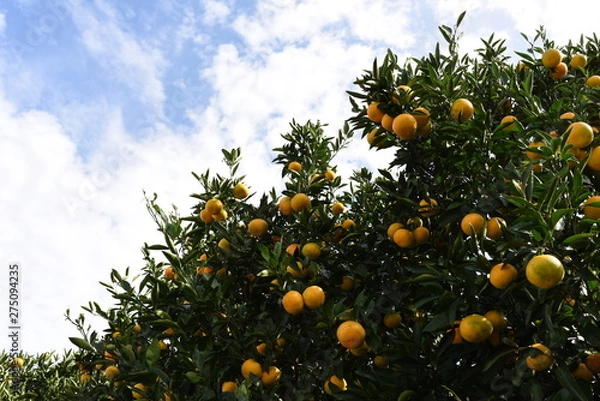 Obraz ミカンの木