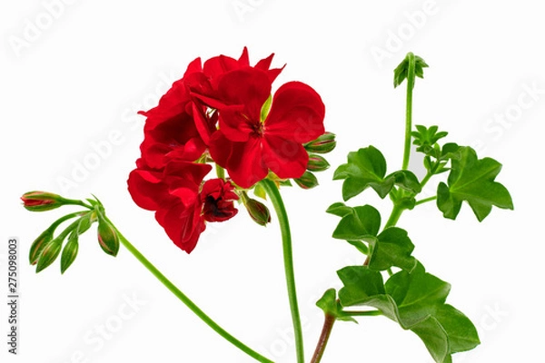 Fototapeta Pelargonium