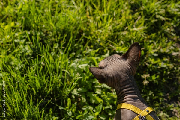 Fototapeta Grey spynx cat on a leash. Grey cat walking in the green field . Yellow leash.