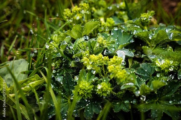 Obraz Pflanze mit Wassertropfen