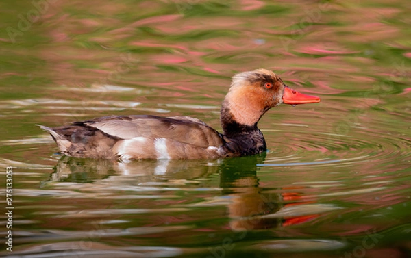 Obraz Beautiful duck swimming in a lake