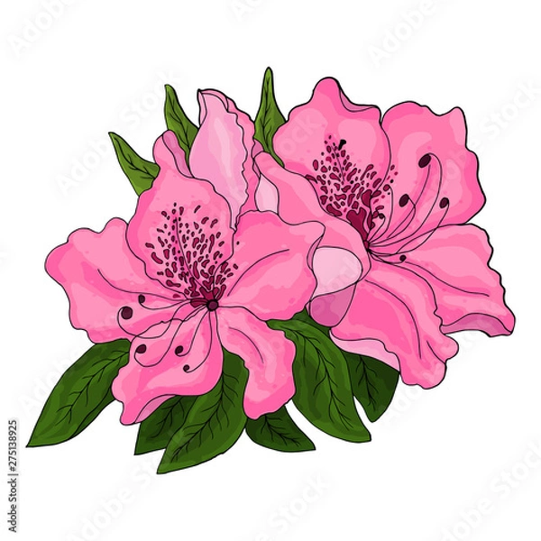 Fototapeta Closeup of pink azalea flowers with green foliage and half open bud on white background.