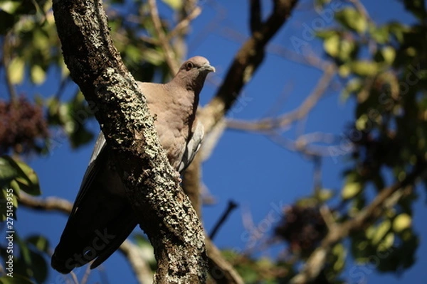 Obraz bird on branch