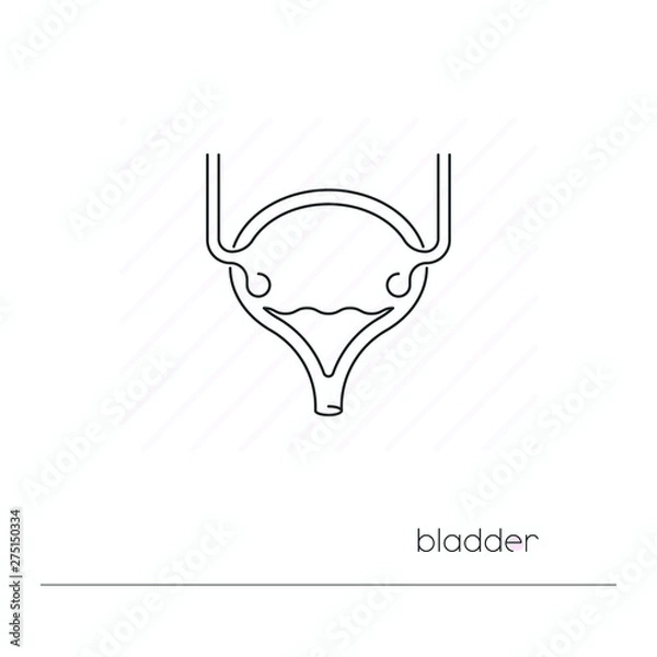 Fototapeta Urinary bladder icon isolated. Single thin line symbol of urinary system. Human body anatomy outline pictogram