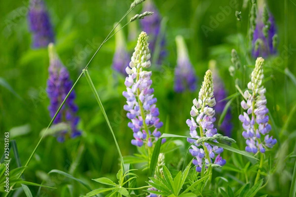 Obraz high tatras flora