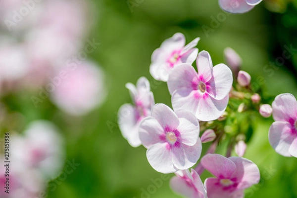 Fototapeta White-pink inflorescences of flowers on a background of green. Macro photo