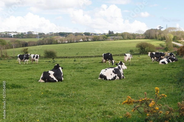 Obraz Holstein cows grazing and lying in the field of a farm in Brittany