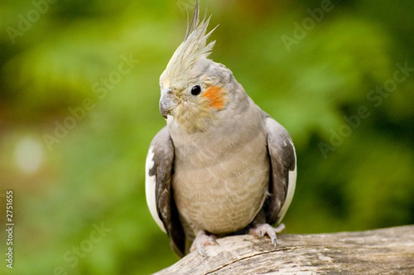 Fototapeta nymphensittich