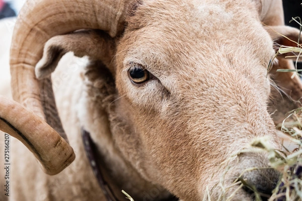 Obraz Goat face with horns.