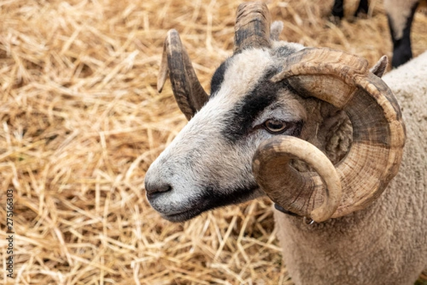 Obraz Goat face with horns.