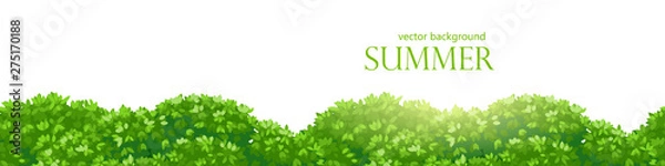 Fototapeta Background with fluffy thickets, bushes with dense foliage. Seamless border for design. Vector illustration