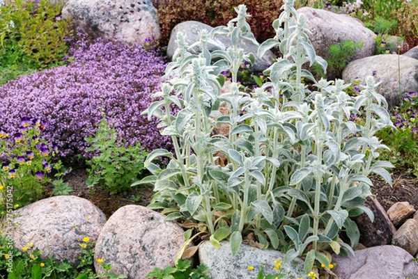 Fototapeta Stachys byzantina Plants Known as Lamb Ears in a Small Rockary in the Summer Garden