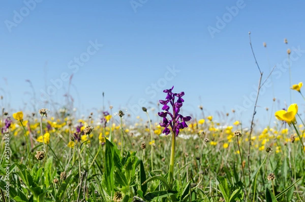 Fototapeta Bright and colorful flowery field in a low perspective image in spring season