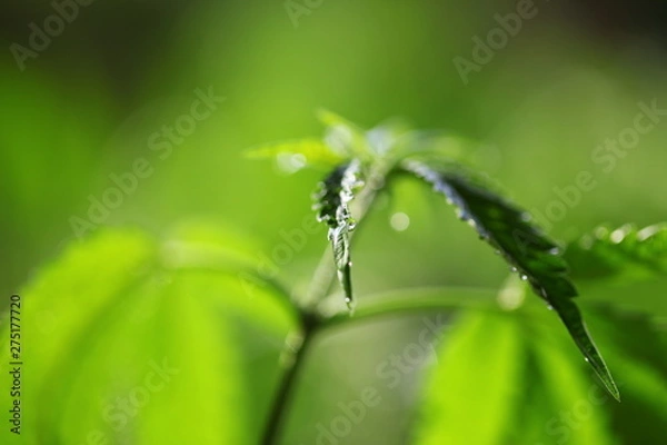 Fototapeta drops of water flow down the leaf hemp