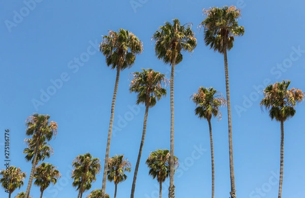 Obraz Multiple palm trees looking up into clear blue sky. 