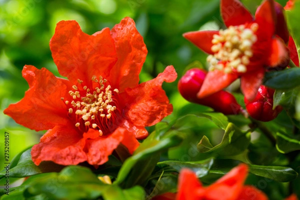 Fototapeta Stunning bright red flowers on pomegranate trees