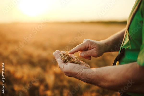Fototapeta Senior farmer in his field and controls wheat. Farmer in field.