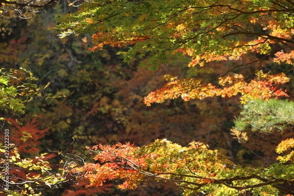 Fototapeta 鳴子峡　紅葉