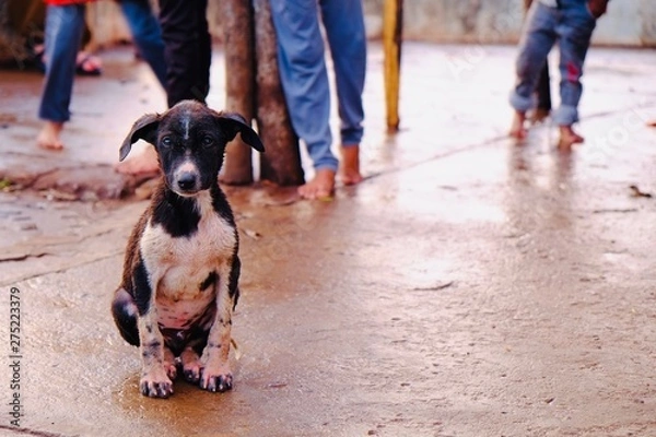 Obraz インドのストリートドッグ