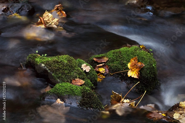 Obraz river moss rocks