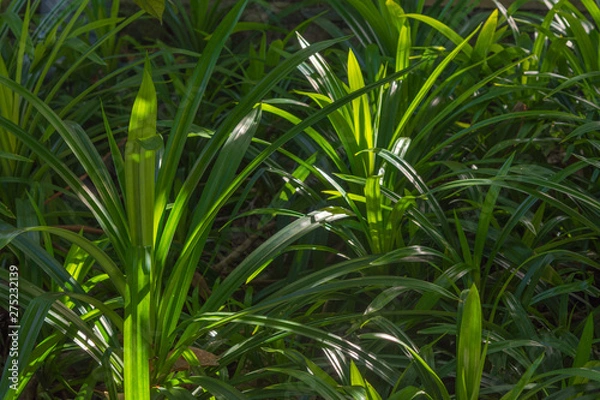 Fototapeta  grass on green background