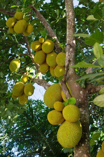 Obraz Jackfruit tree