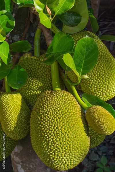 Obraz Jackfruit tree