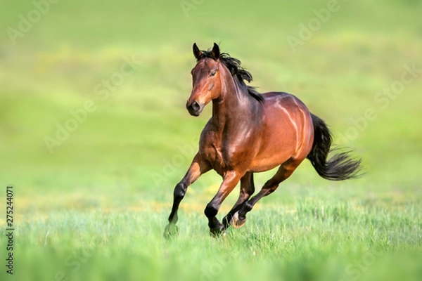 Fototapeta Bay horse in motion on on green grass