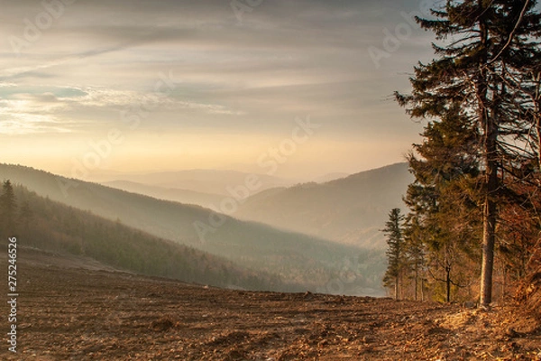 Obraz trees are gone