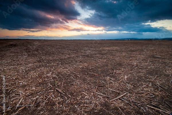 Obraz harvest is over