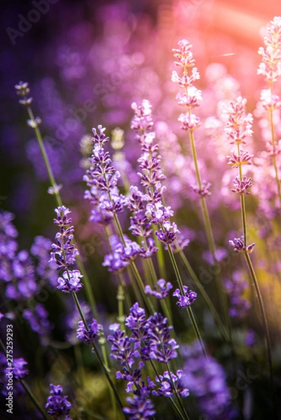 Obraz lavender flowers detail and blurred background with beautiful sunset color effect