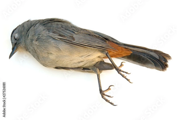 Fototapeta Dead Bird