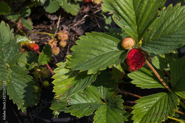 Fototapeta Wild strawberry plant with green leafs and ripe red fruit. Selective focus