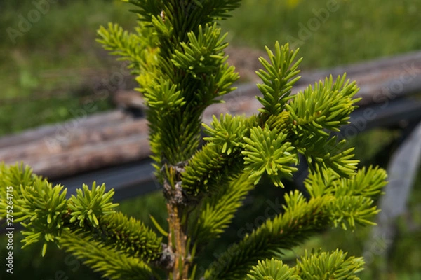Fototapeta Fresh branch of spruce in the garden