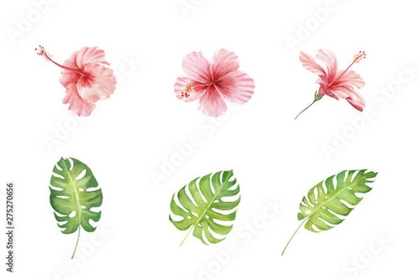 Fototapeta hand painted watercolor set of tropical hibiscus flowers and monstera leaves isolated on white background. elements for design, greeting card, invitation