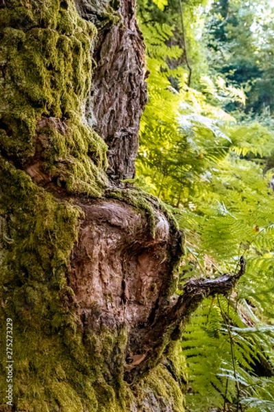 Obraz Old tree trunk