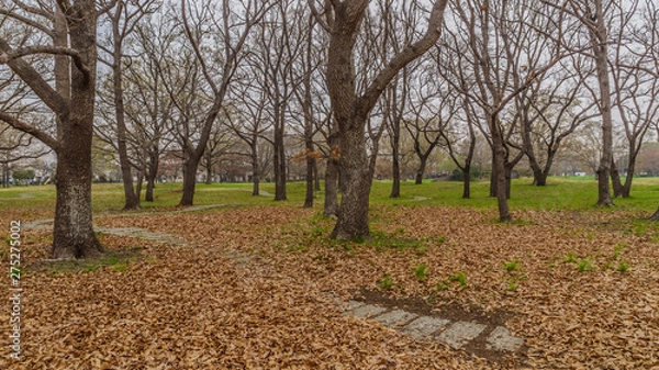 Fototapeta 春の加曽利貝塚の風景