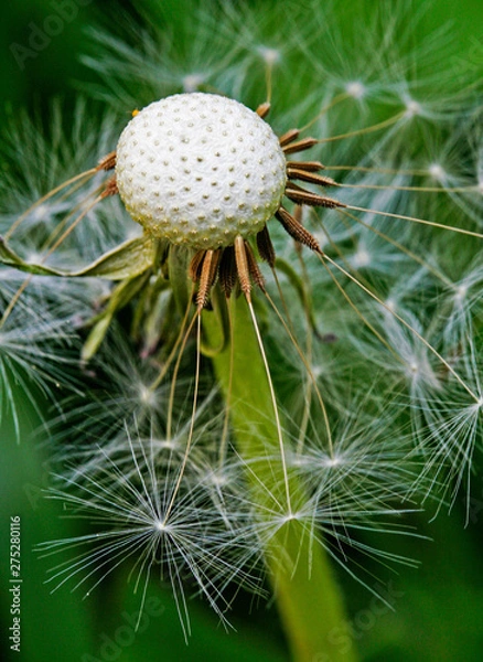Obraz dandelion
