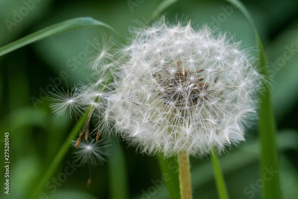 Obraz dandelion