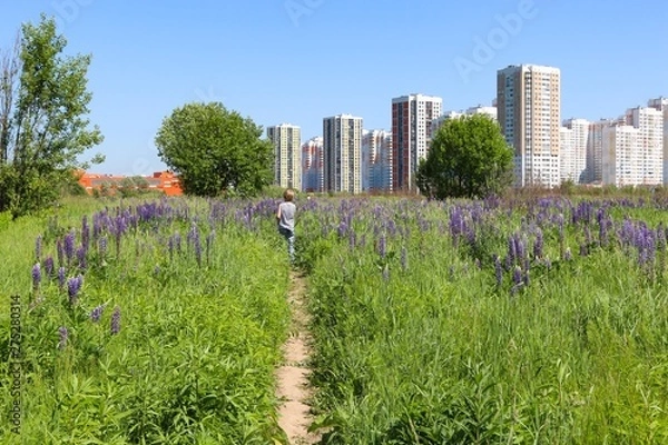 Fototapeta Boy walking in the field of flowers 