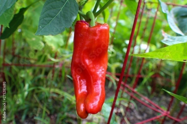Fototapeta Red Cubanelle Pepper ripening in the garden