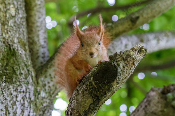 Fototapeta red squirrel sitting on the branches