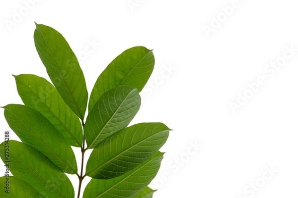 Fototapeta Tropical tree leaves with twigs hanging from the tree on white isolated background for green foliage backdrop 