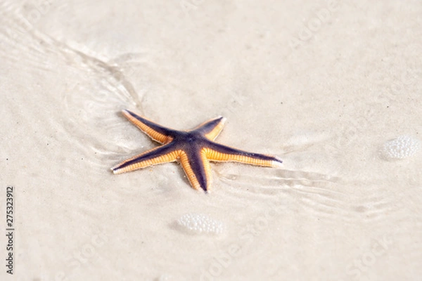 Obraz live starfish on beach